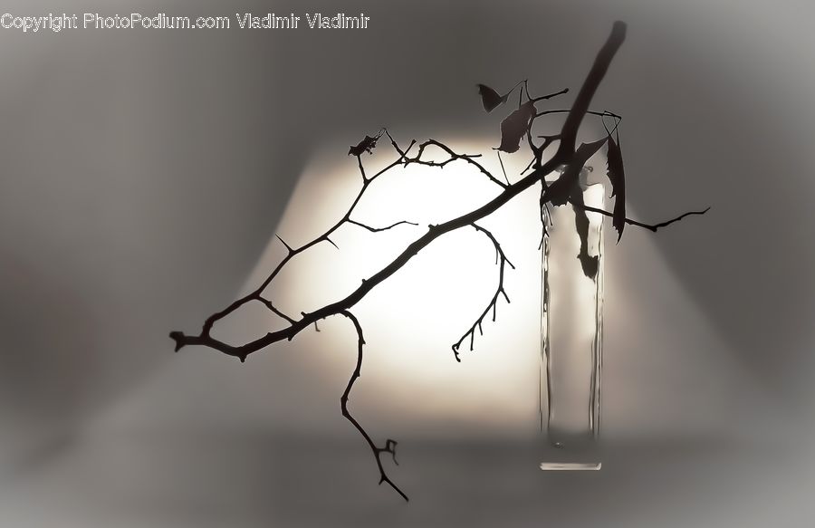 Insect, Invertebrate, Mosquito, Silhouette, Plant, Tree