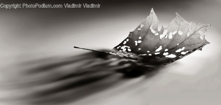 Flora, Pollen, Maple, Maple Leaf, Plant, Blossom, Flower