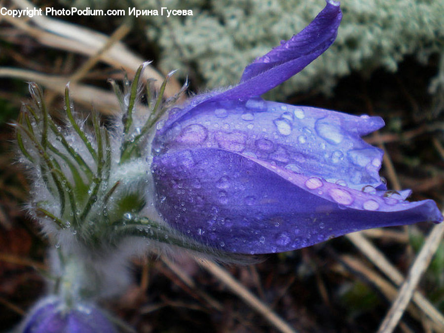 Blossom, Crocus, Flora, Flower, Plant, Violet, Geranium