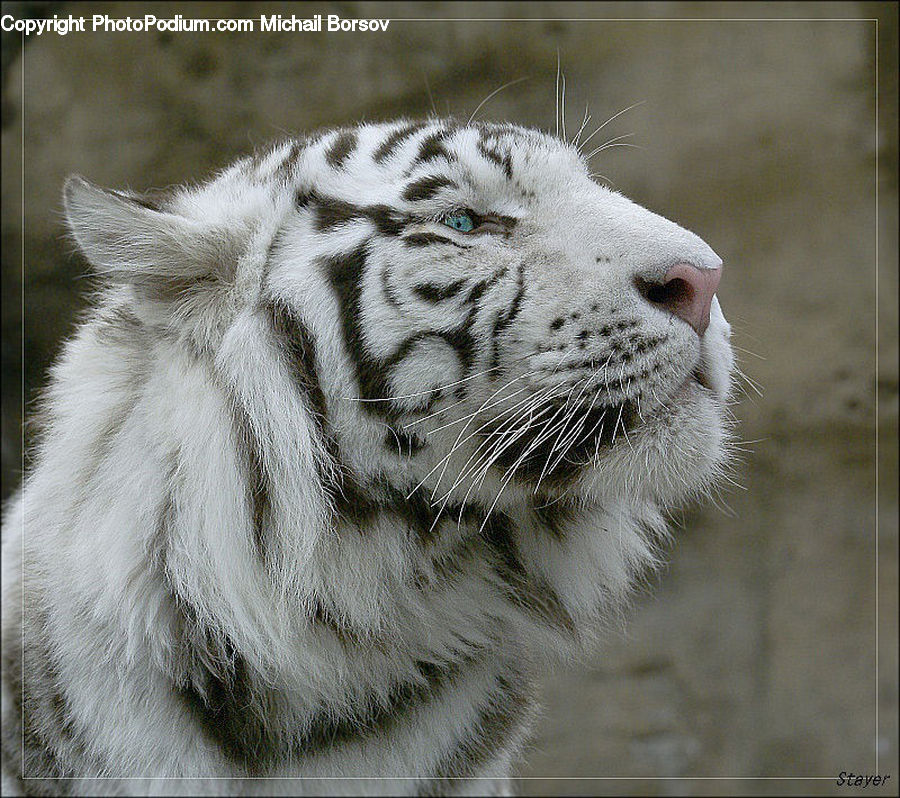 Animal, Mammal, Tiger, Cat, Pet, Face, Selfie