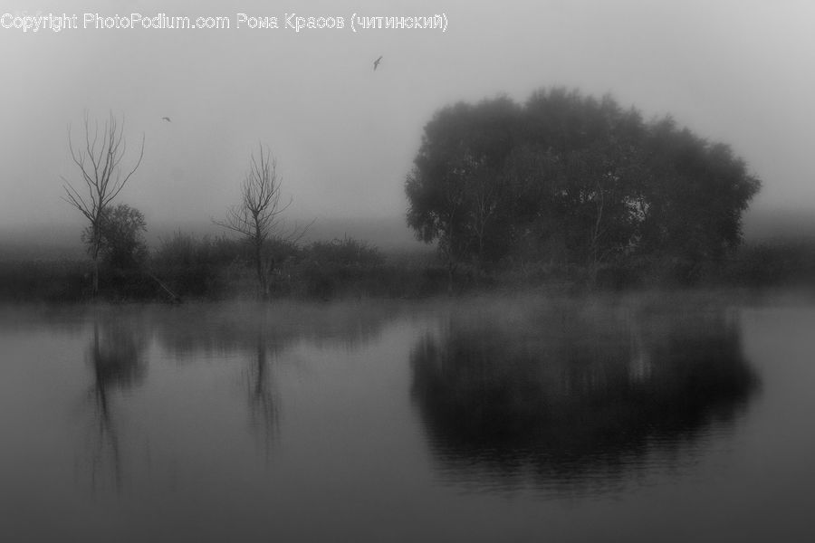 Fog, Plant, Tree, Forest, Vegetation