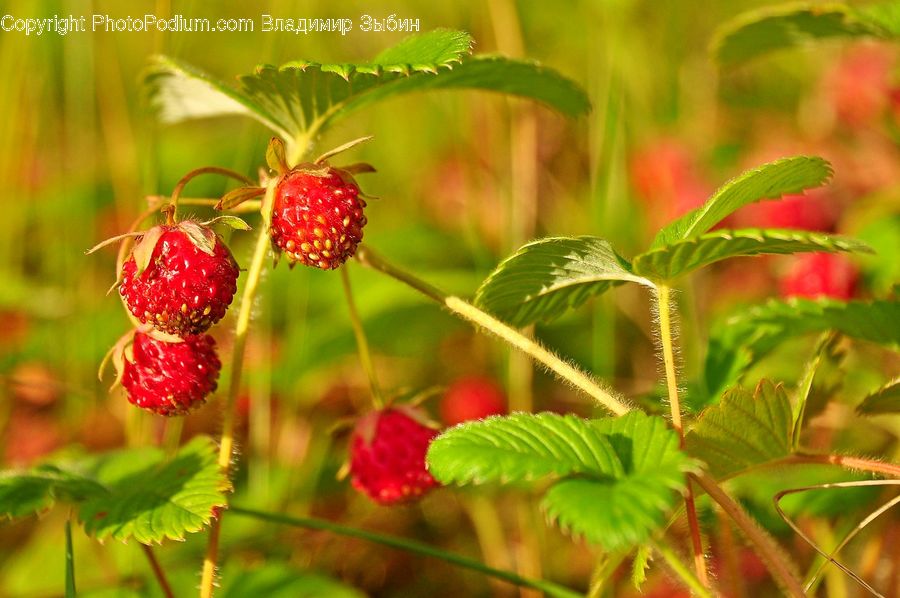Fruit, Raspberry, Plant, Strawberry, Blossom, Flora, Flower