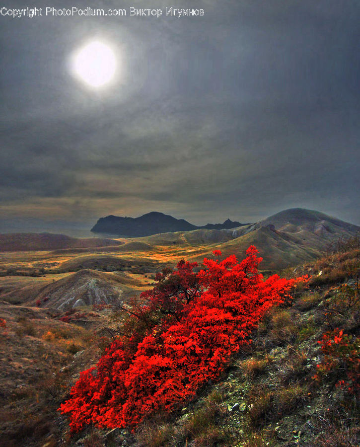 Land, Outdoors, Plateau, Tundra, Bush, Plant, Vegetation