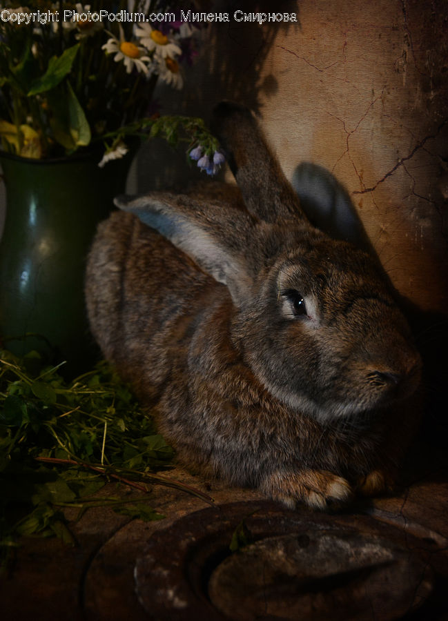 Plant, Potted Plant, Animal, Bunny, Hare, Mammal, Rabbit