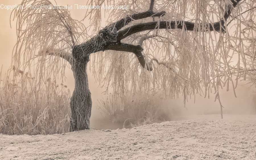 Plant, Tree, Outdoors, Sand, Soil, Willow, Art