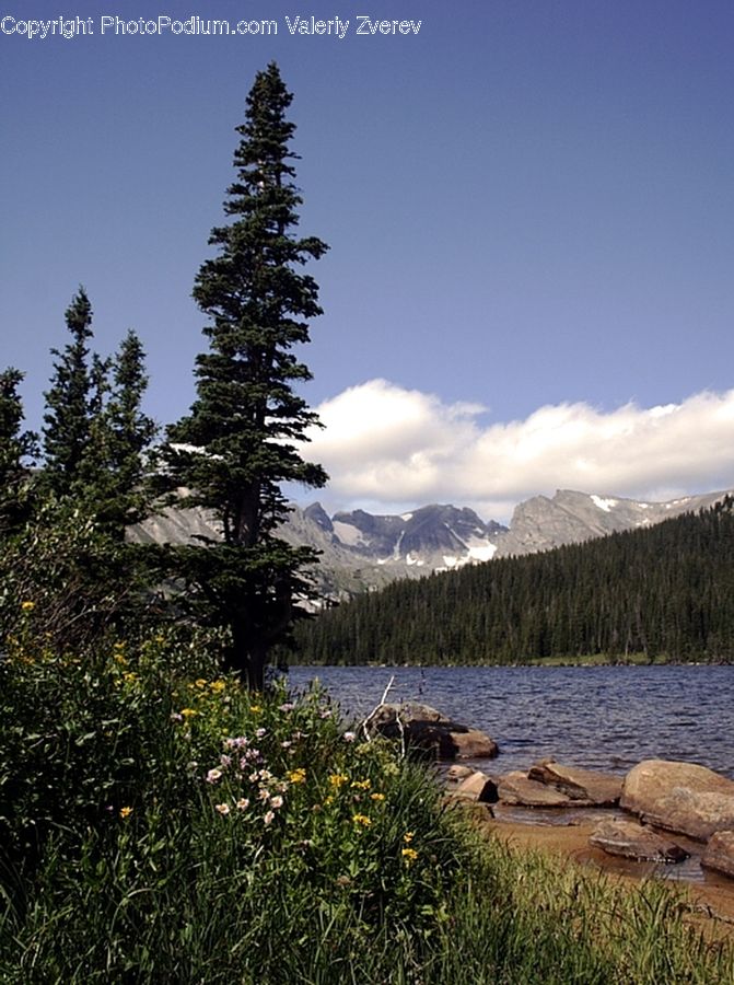 Conifer, Fir, Plant, Tree, Coast, Outdoors, Sea