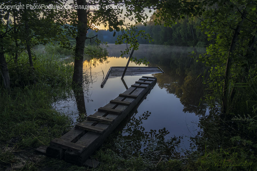 Forest, Jungle, Boardwalk, Deck, Path, Sidewalk, Walkway