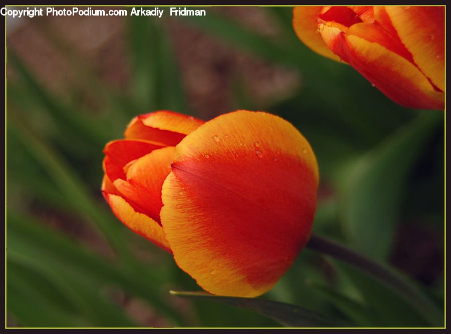 Blossom, Flora, Flower, Plant, Tulip, Geranium, Crocus