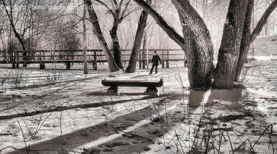 Bench, Water, Park, Outdoors, Plant, Tree, Fence