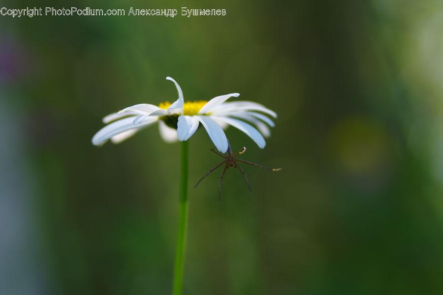 Fiber, Flax, Flora, Flower, Plant, Daisies, Daisy