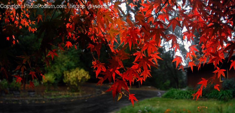 Maple, Tree, Wood, Plant, Potted Plant, Maple Leaf, Forest
