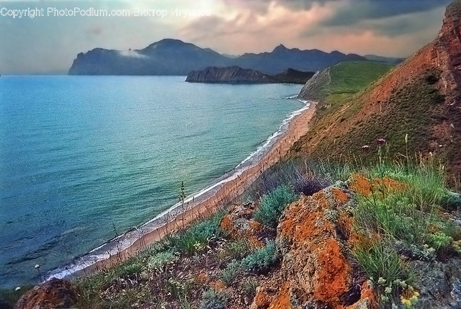 Coast, Outdoors, Sea, Water, Conifer, Fir, Plant