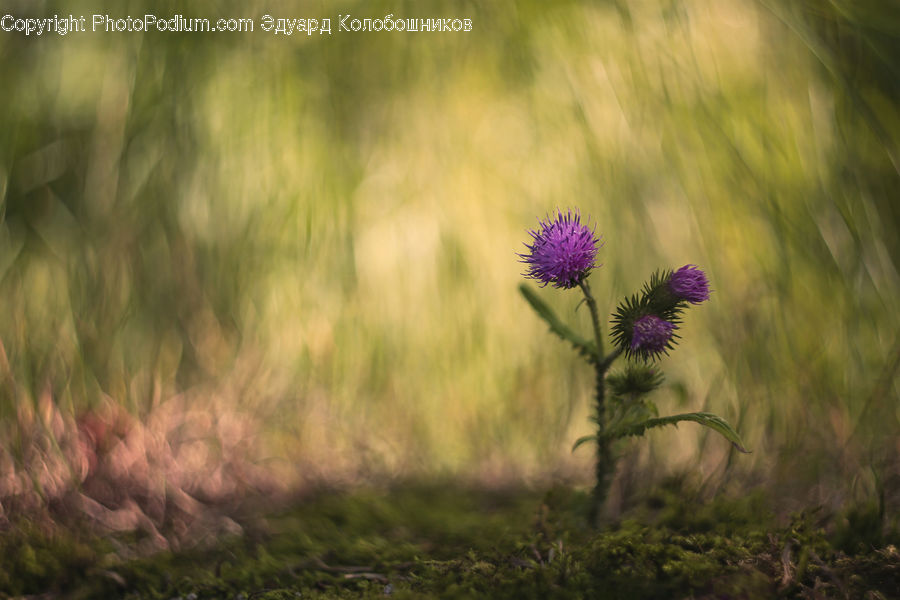 Flora, Flower, Plant, Thistle, Weed, Blossom, Lavender