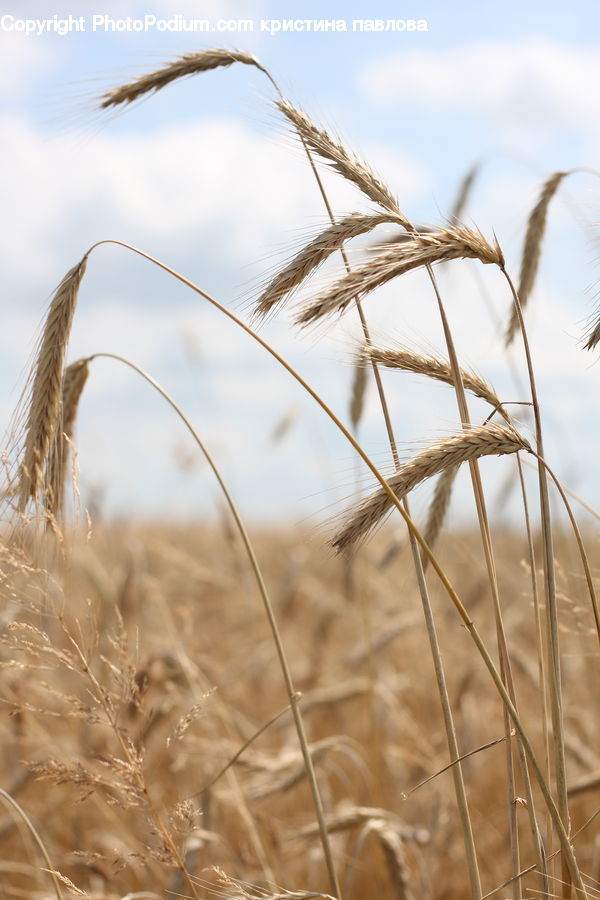 Field, Grass, Grassland, Plant, Reed, Grain, Wheat