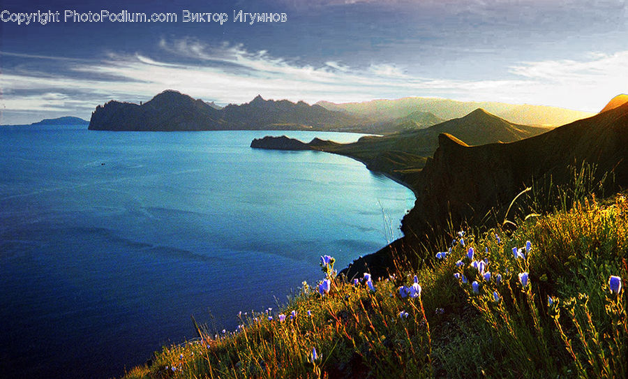 Field, Grass, Grassland, Plant, Promontory, Fiber, Flax