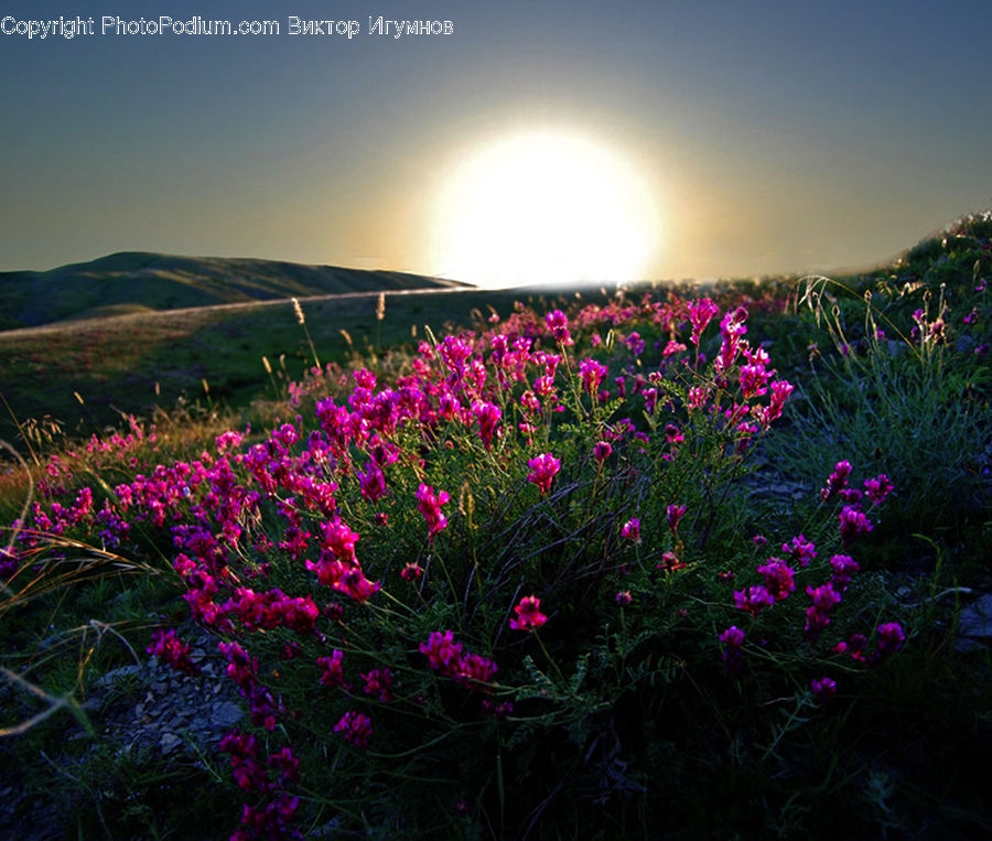 Blossom, Flora, Flower, Geranium, Plant, Cosmos, Field