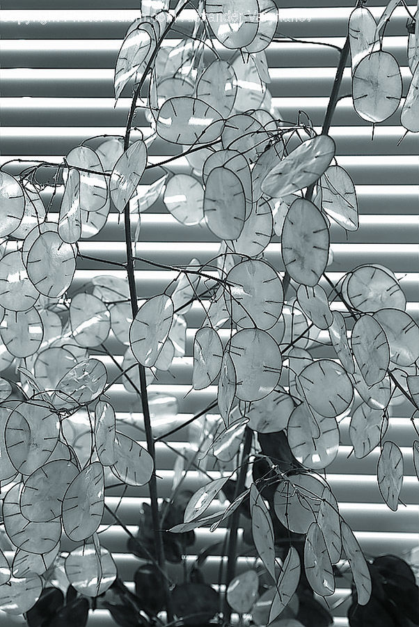 Plant, Tree, Lighting
