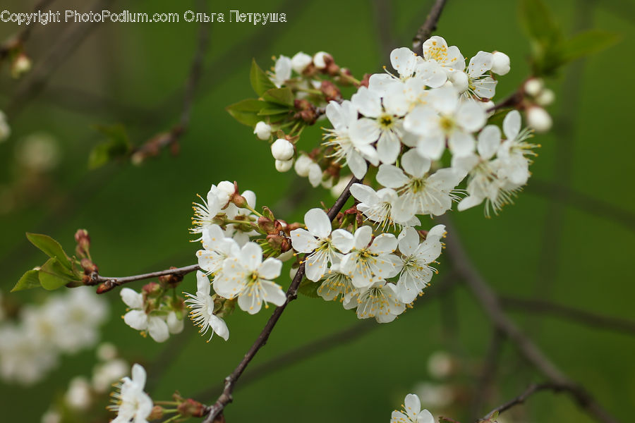 Blossom, Flora, Flower, Plant, Cherry Blossom