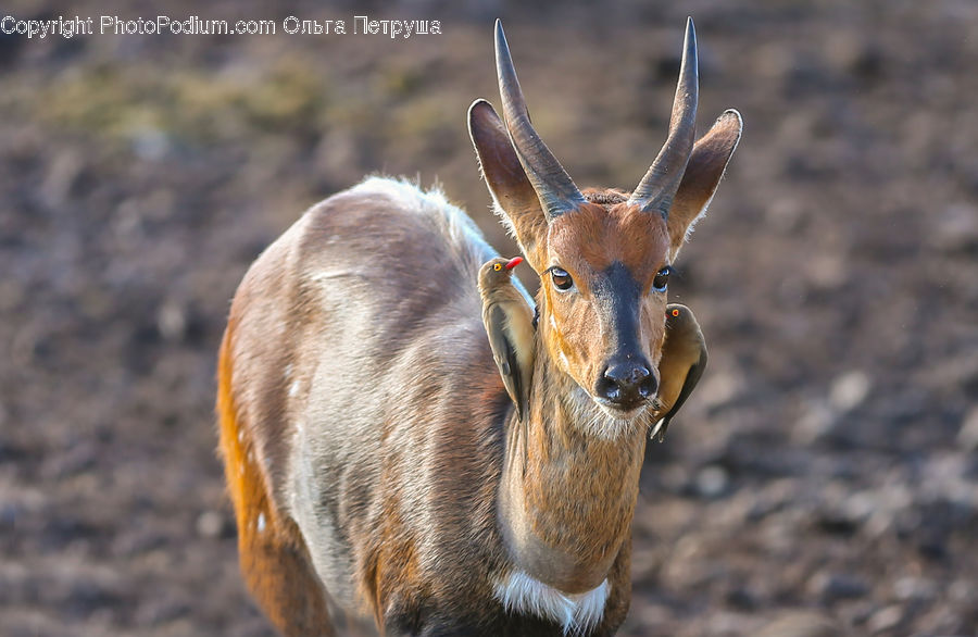 Animal, Gazelle, Impala, Mammal, Wildlife, Deer, Bongo