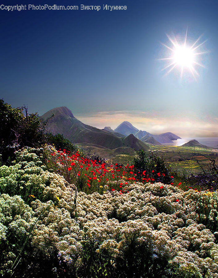 Flower, Mimosa, Plant, Blossom, Flora, Conifer, Fir