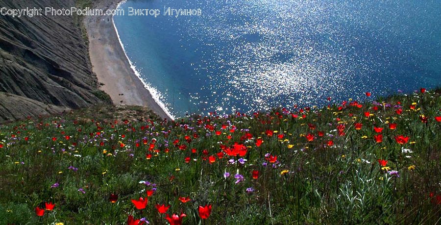 Blossom, Flora, Flower, Plant, Poppy, Cosmos, Tulip