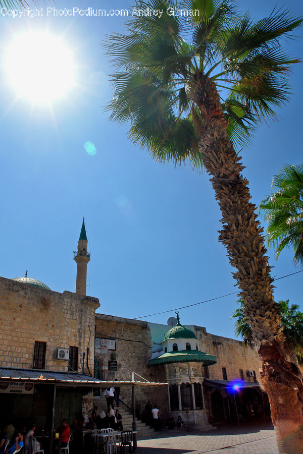 Palm Tree, Plant, Tree, Architecture, Bell Tower, Clock Tower, Tower