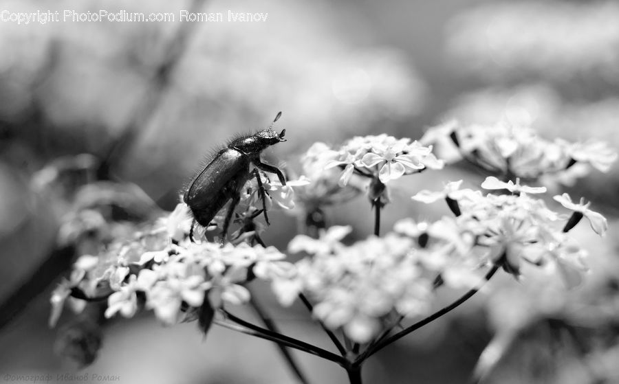 Blossom, Flora, Flower, Plant, Pollen, Asilidae, Insect