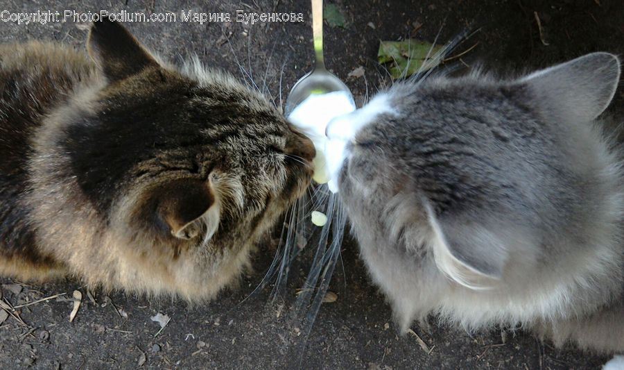 Animal, Donkey, Pet, Cat, Mammal, Manx