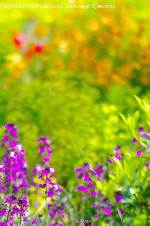Cosmos, Flora, Flower, Gladiolus, Plant, Blossom, Andrena