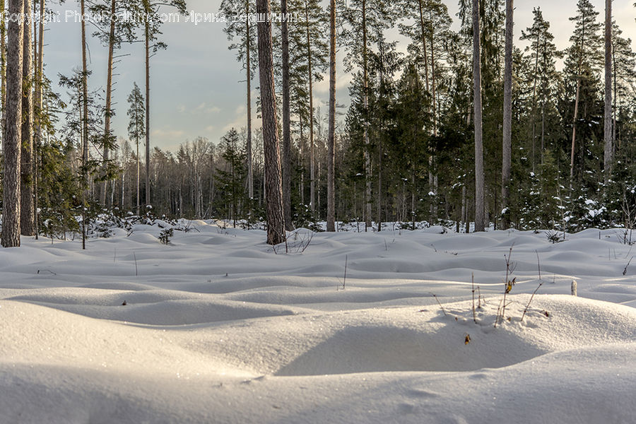 Conifer, Fir, Plant, Tree, Forest, Vegetation, Landscape