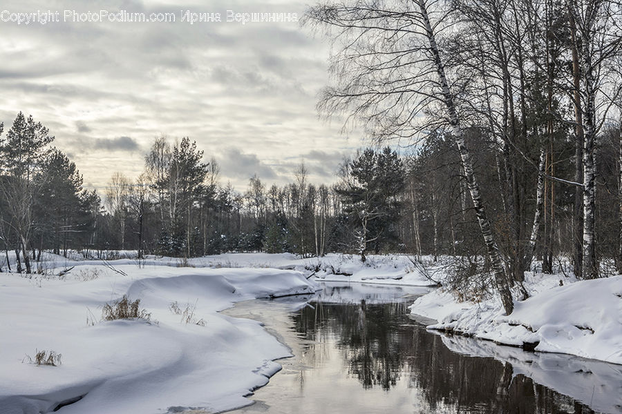 Ice, Outdoors, Snow, Forest, Vegetation, Conifer, Fir