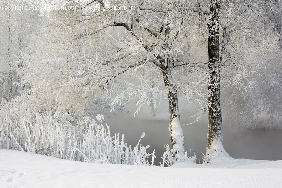 Birch, Tree, Wood, Landscape, Nature, Scenery, Plant