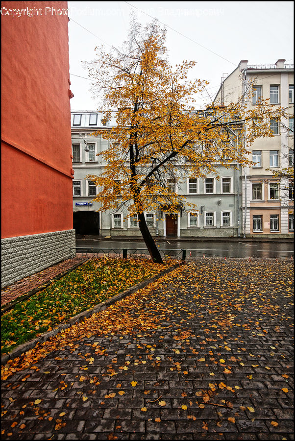 Campus, Apartment Building, Building, High Rise, Plant, Tree, Cobblestone