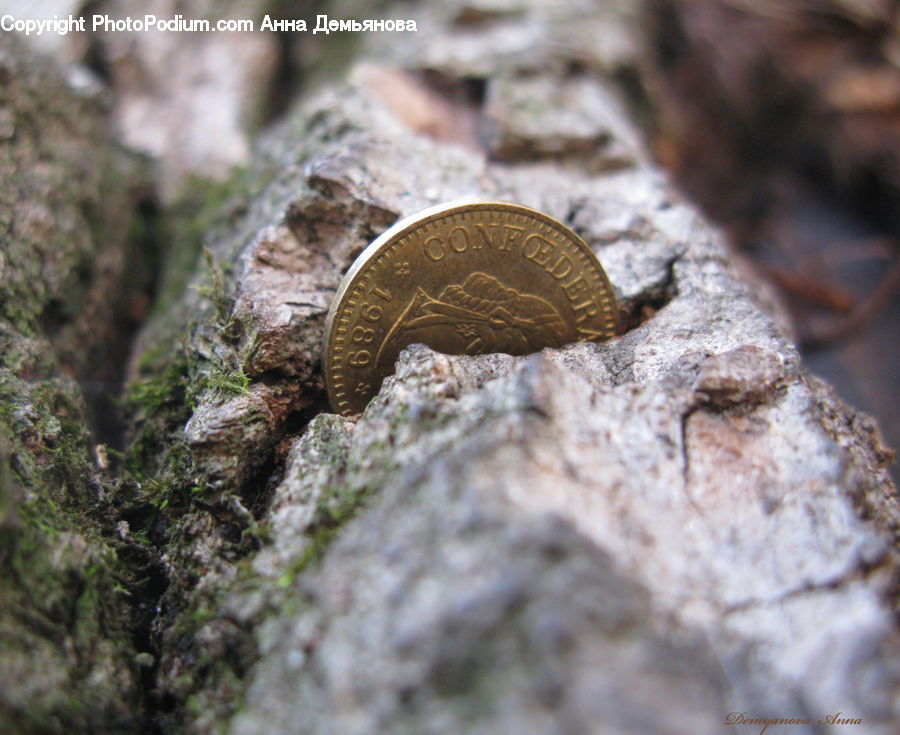 Tree Trunk, Agaric, Amanita, Fungus, Mushroom, Plant