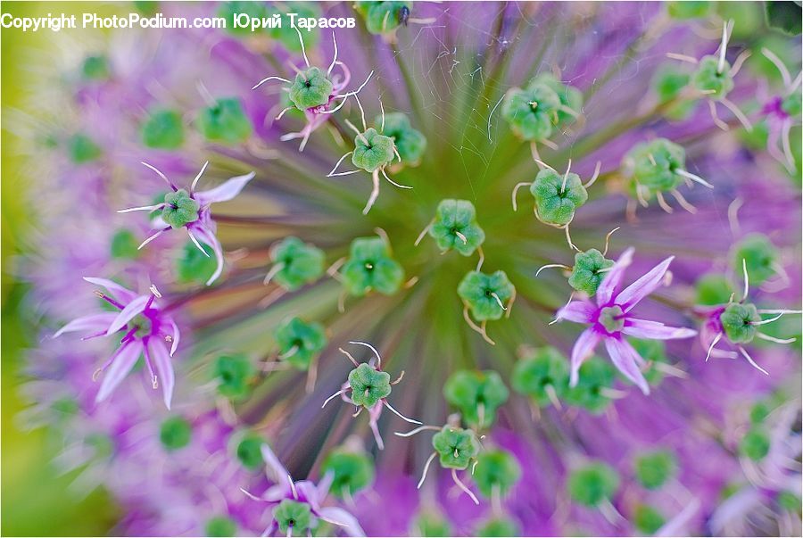 Blossom, Flora, Flower, Geranium, Plant, Orchid, Cosmos