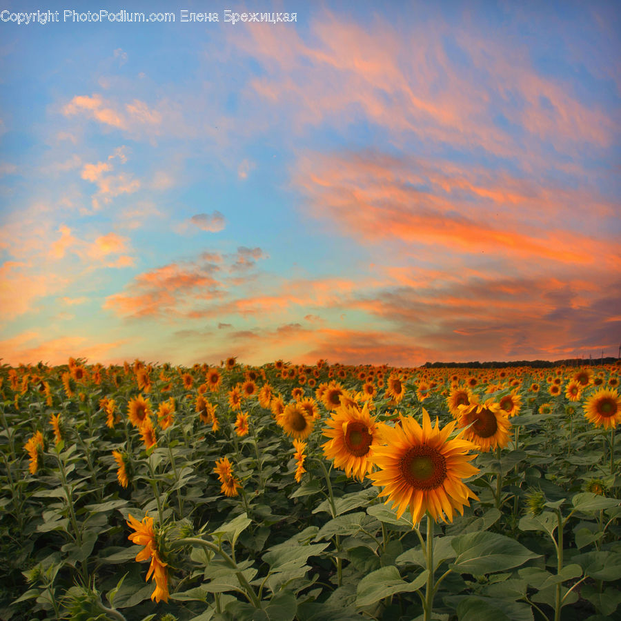 Blossom, Flora, Flower, Plant, Sunflower, Vegetation, Field