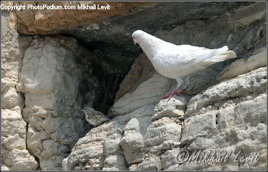 Bird, Dove, Pigeon, Rock