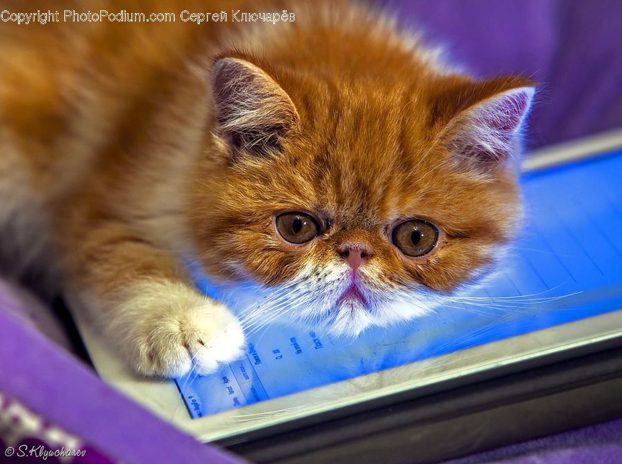 Animal, Cat, Kitten, Mammal, Pet, Manx