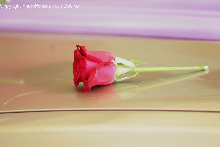 Blossom, Flora, Flower, Geranium, Plant, Petal, Food