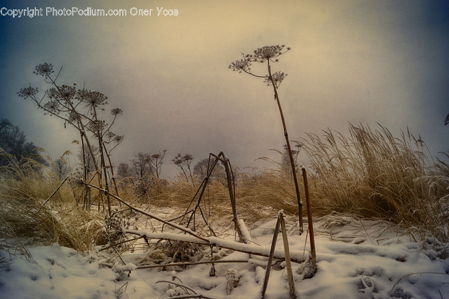 Field, Grass, Grassland, Plant, Ice, Outdoors, Snow