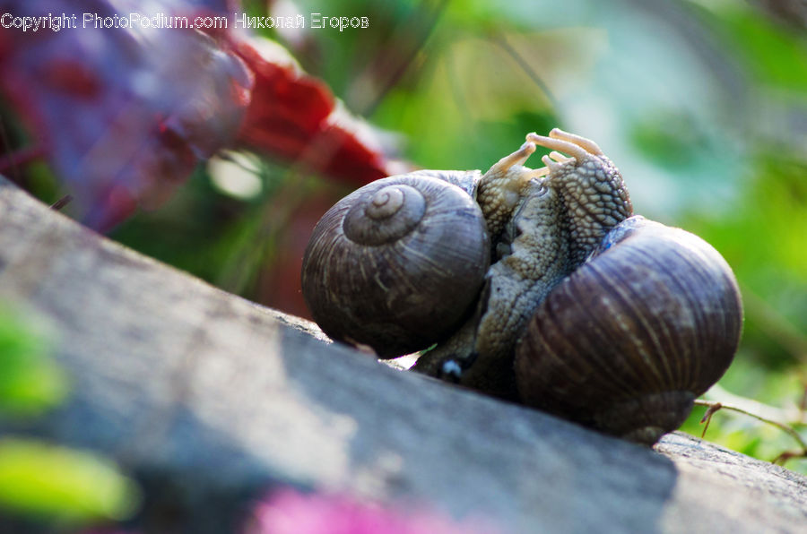 Acorn, Plant, Seed, Invertebrate, Snail