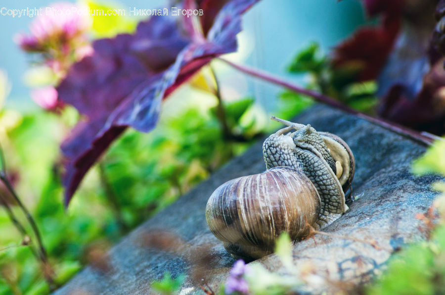 Invertebrate, Snail, Agaric, Amanita, Fungus, Mushroom, Plant