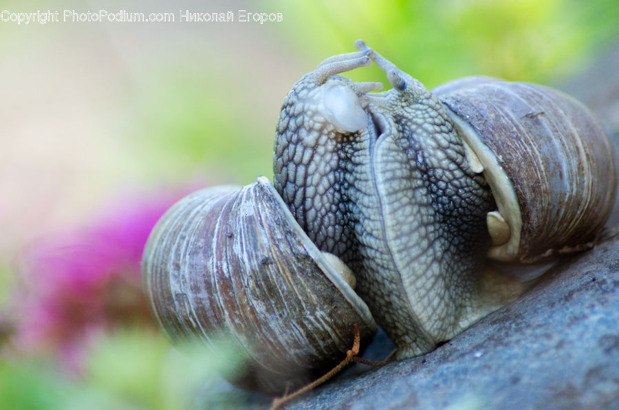 Invertebrate, Snail