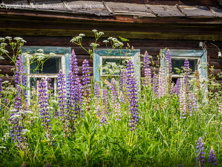 Flower, Lupin, Plant, Garden, Gardening, Herbal, Herbs