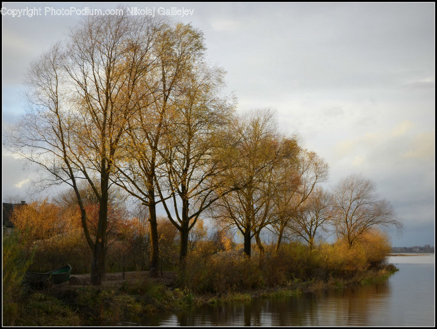 Bench, Plant, Tree, Willow, Landscape, Nature, Scenery