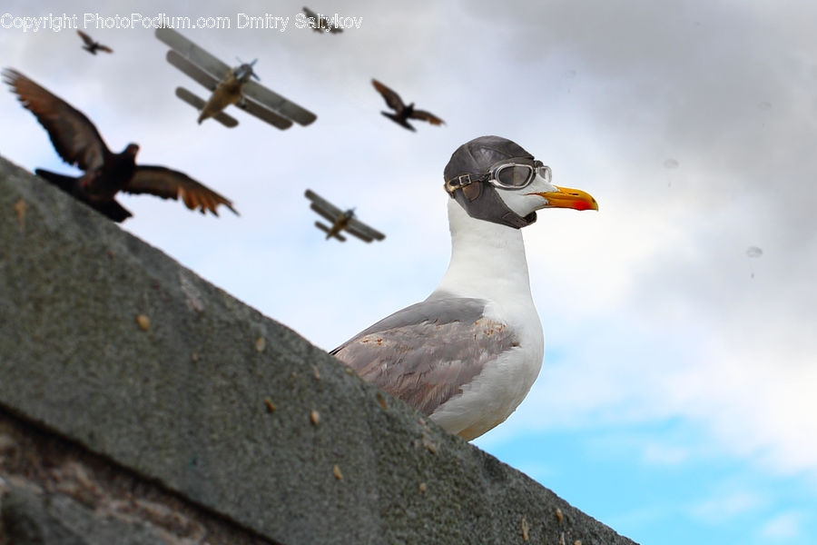 Bird, Booby, Puffin, Aircraft, Airplane, Biplane, Beak