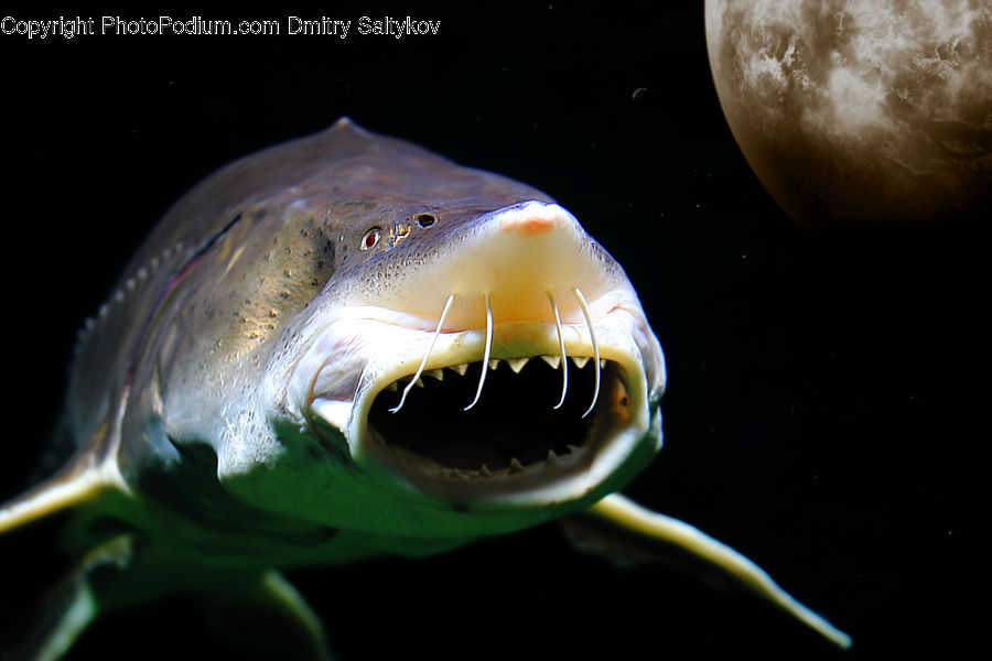 Astronomy, Outer Space, Space, Universe, Nebula, Fish, Sea Life