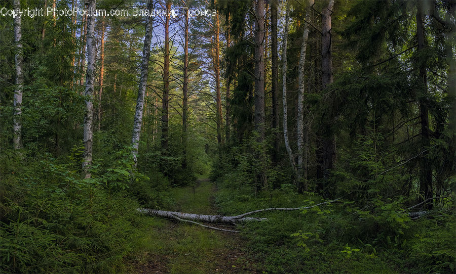 Forest, Vegetation, Conifer, Fir, Plant, Tree, Birch