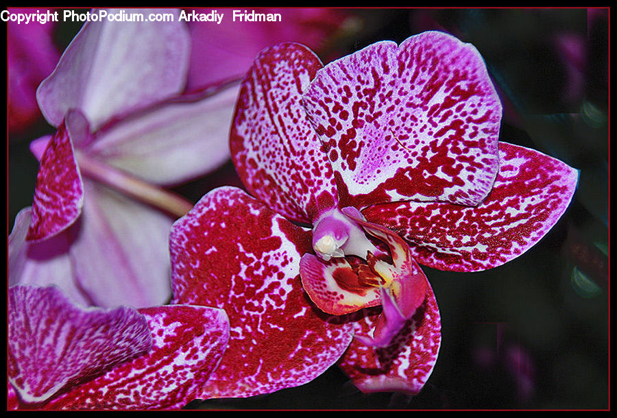 Blossom, Flora, Flower, Orchid, Plant, Geranium, Crocus