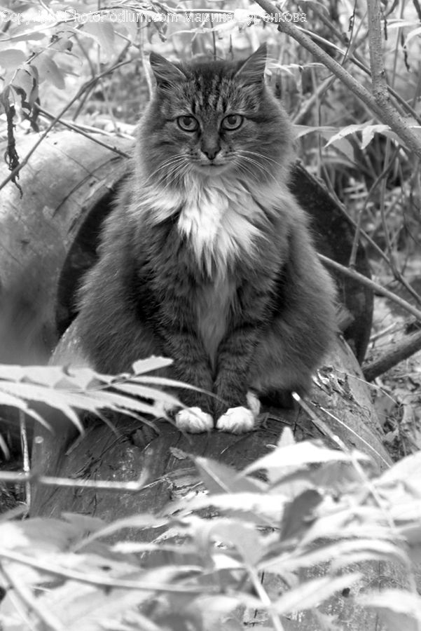 Animal, Adorable, Outdoors